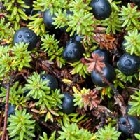 Lofoten Black crowberry