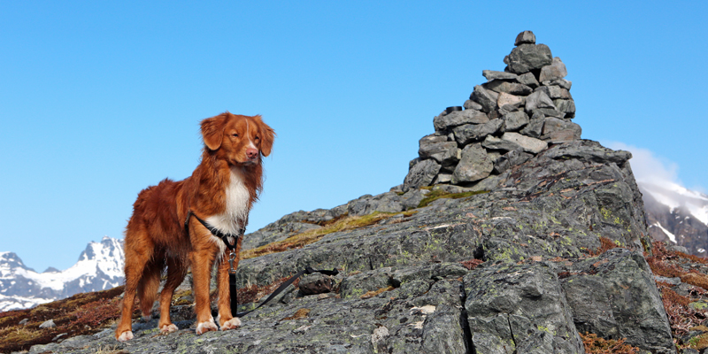 Hike dog Lofoten
